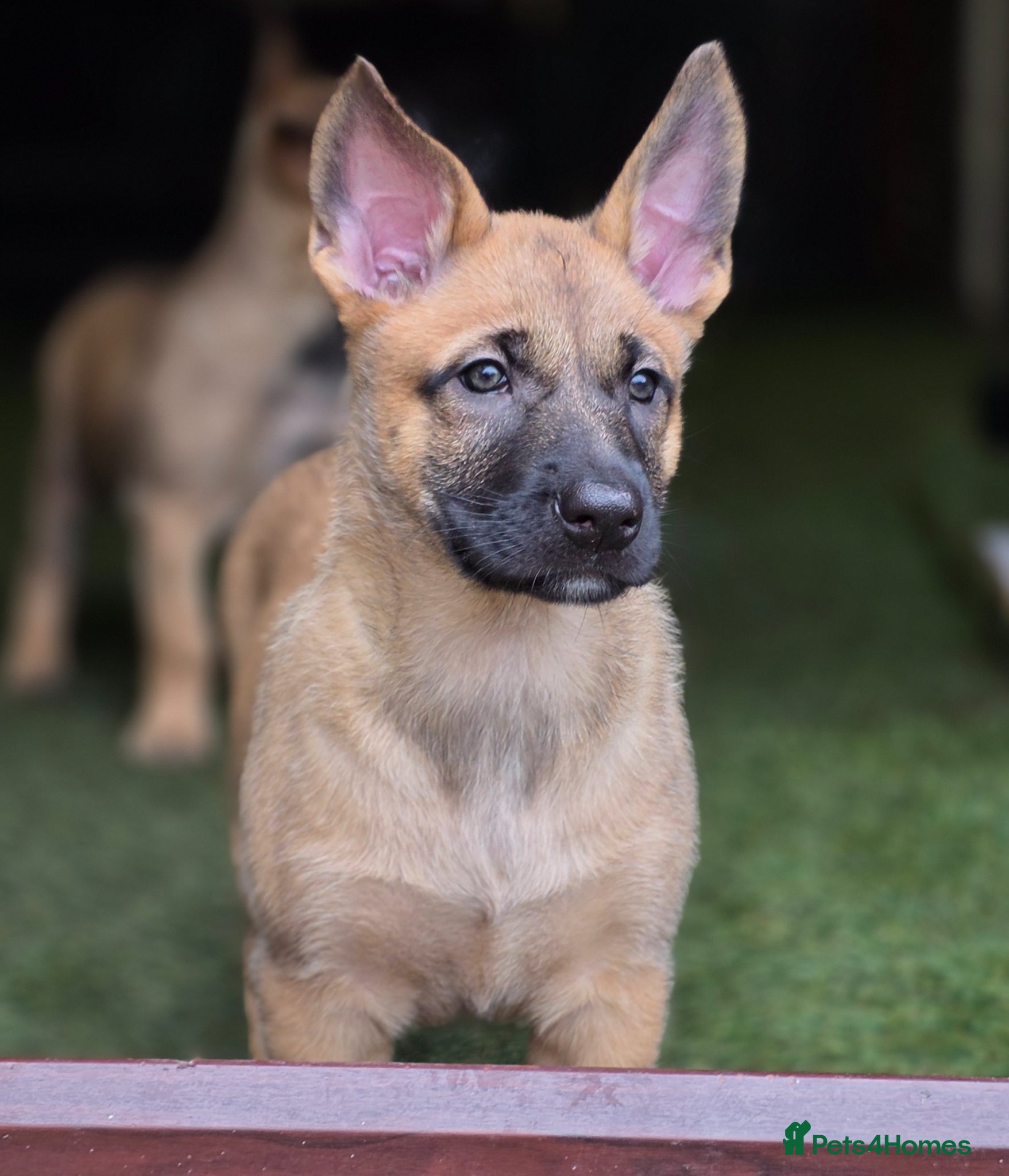 Belgian Shepherd Dog dogs READY NOW Belgian Malinois Pups  - Advert 1