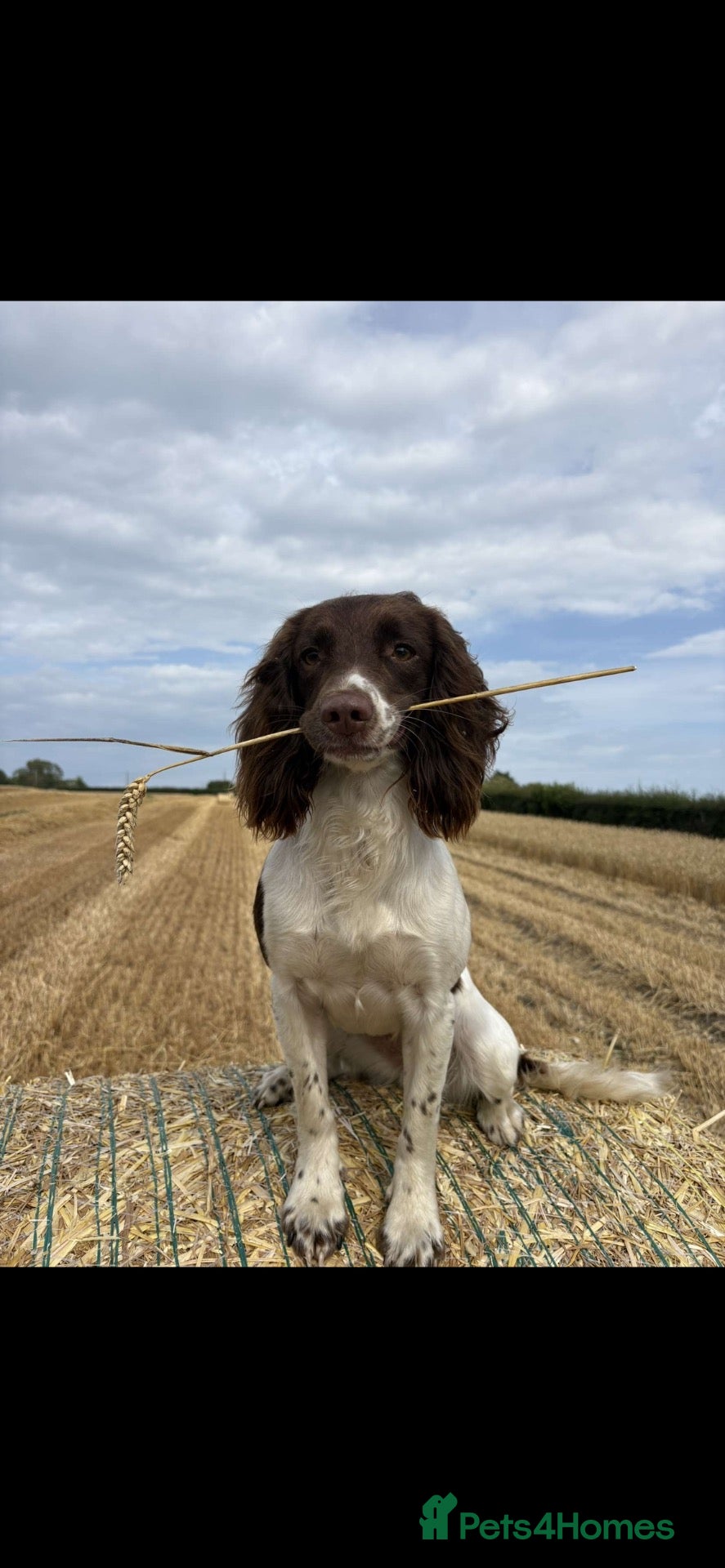Sprocker dogs Sproker pups  - Advert 14
