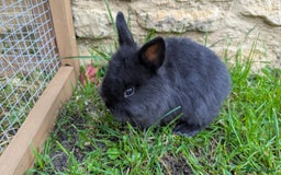 Mixed Breed rabbits for sale: Beautiful dwarf cross bunnies - Advert 4