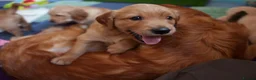 Golden Retriever dogs for sale: KC reg working golden retriever boys  - Advert 14