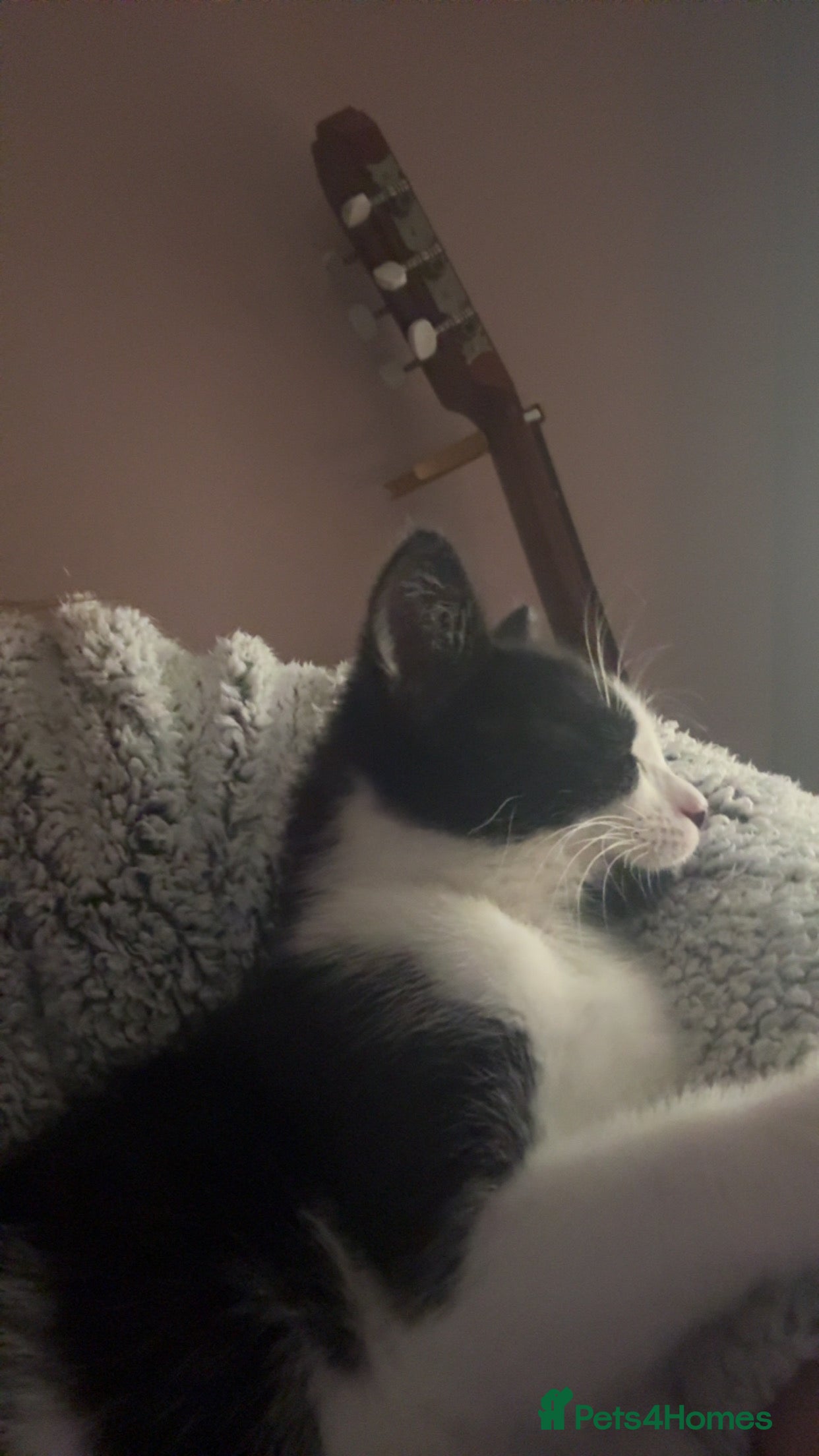 Mixed Breed cats My Milo - Advert 1