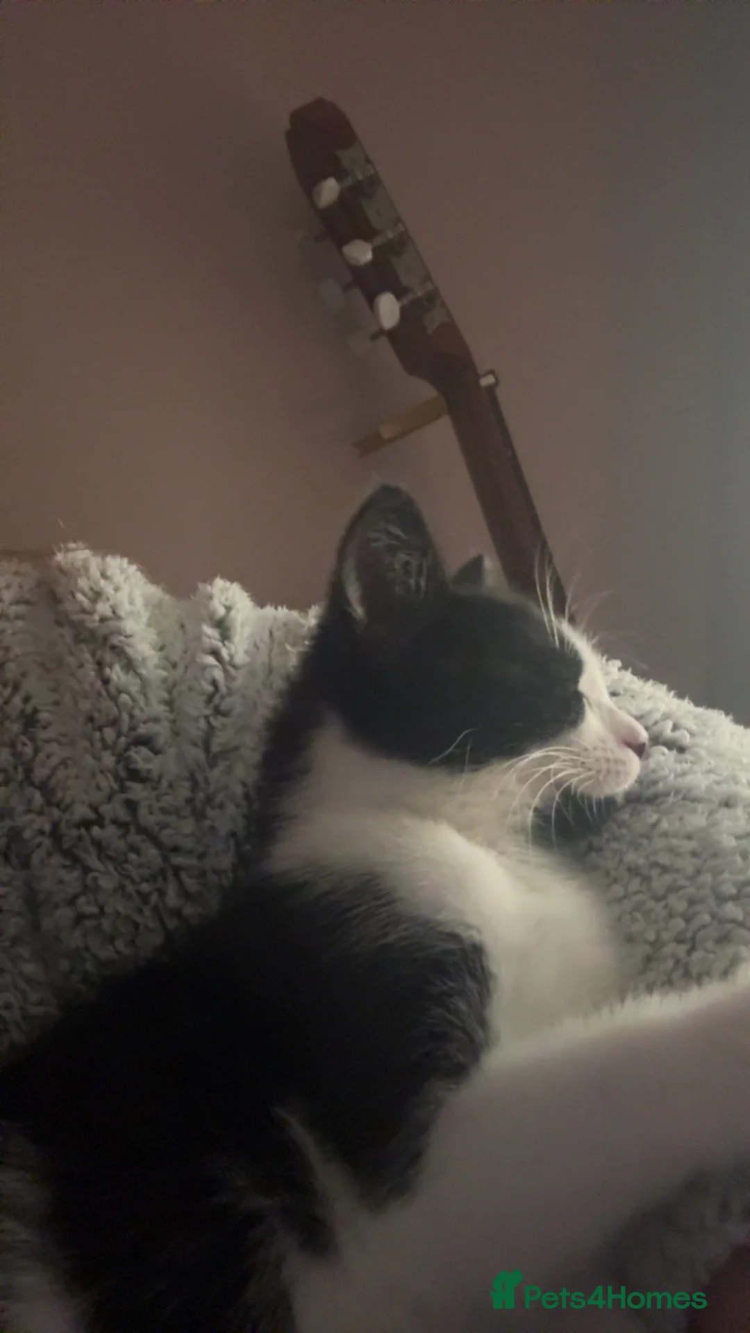 Mixed Breed cats for sale: My Milo - Advert 1