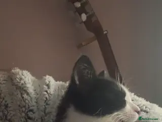 Mixed Breed cats My Milo - Advert 1