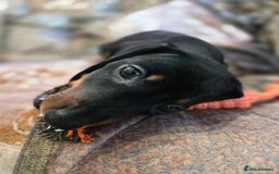 Miniature Dachshund dogs for sale: Quality mini dachshund dna clear - Advert 12