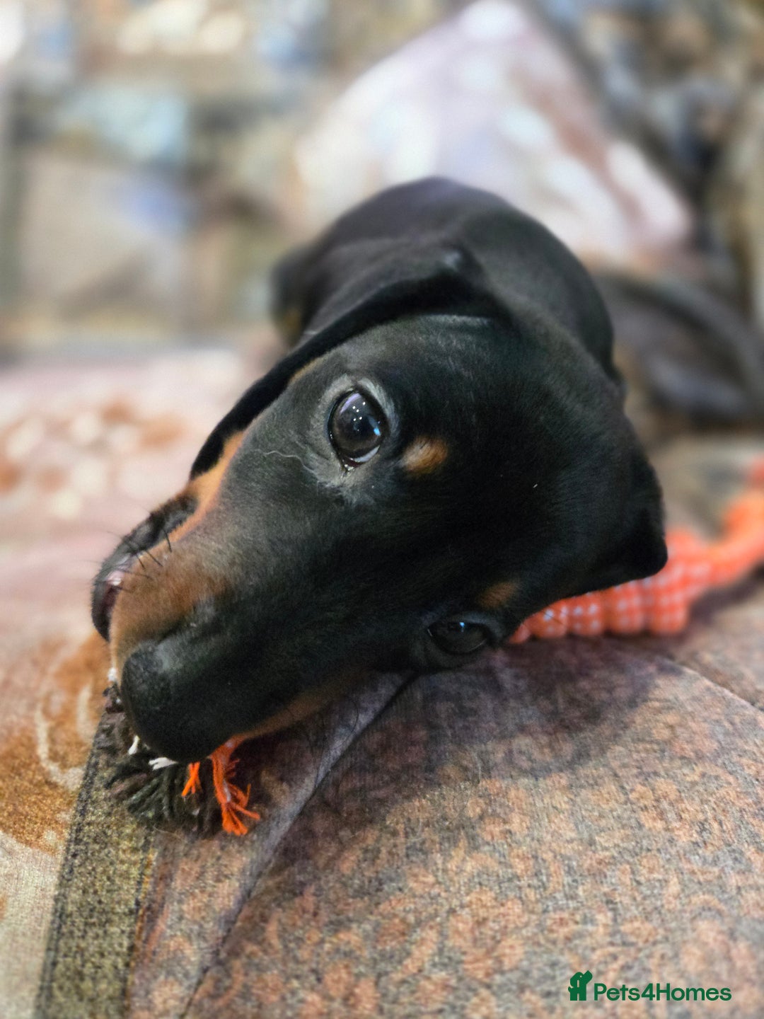 Miniature Dachshund dogs for sale: Quality mini dachshund dna clear - Advert 12