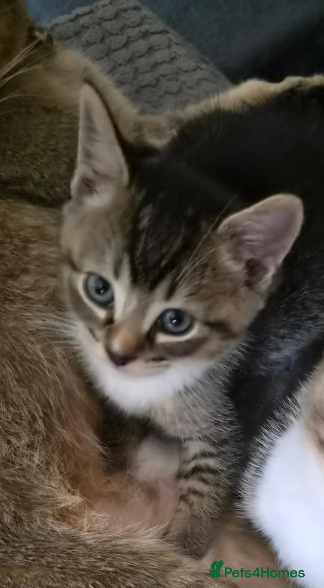 Scottish Fold cats for sale: ❤️READY TO GO: SCOTTISH STRAIGHT/FOLD KITTENS❤️ - Advert 1