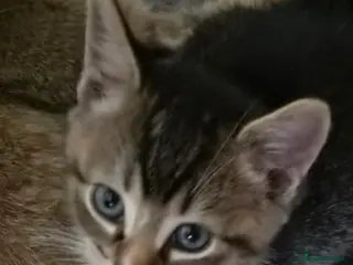 Scottish Fold cats ❤️READY TO GO: SCOTTISH STRAIGHT/FOLD KITTENS❤️ - Advert 3