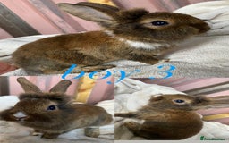 Rex rabbits for sale: lion head x velvet rex babies  - Image 3