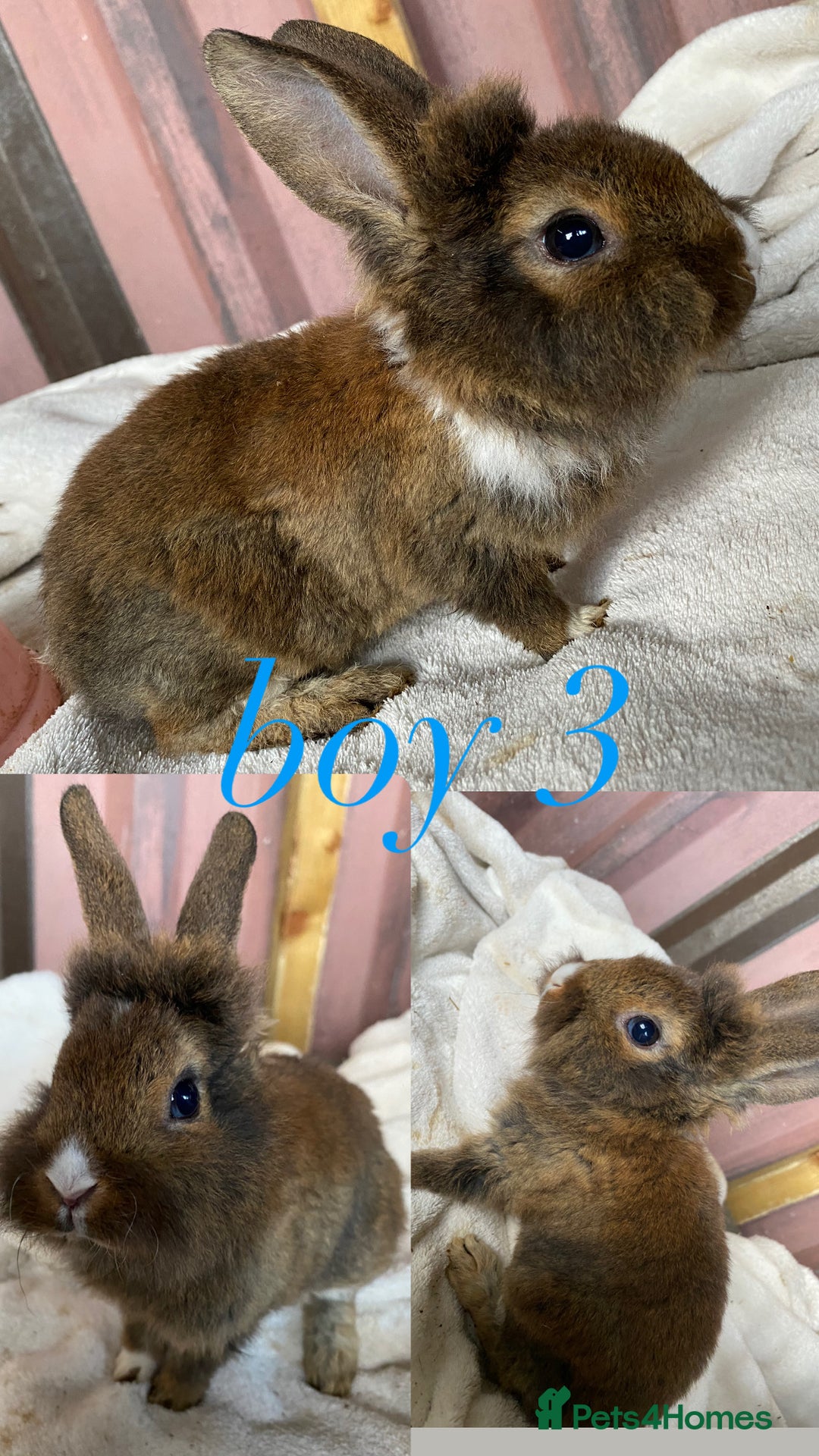Rex rabbits for sale: lion head x velvet rex babies  - Image 3