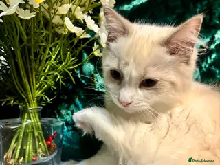 Ragdoll cats Purebreed Ragdoll kittens - Advert 1