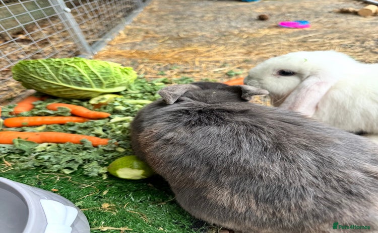 Mini Lop rabbits - Advert 2