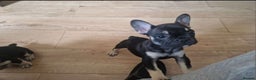 French Bulldog dogs for sale: French bulldog puppy Black and Tan  - Advert 2