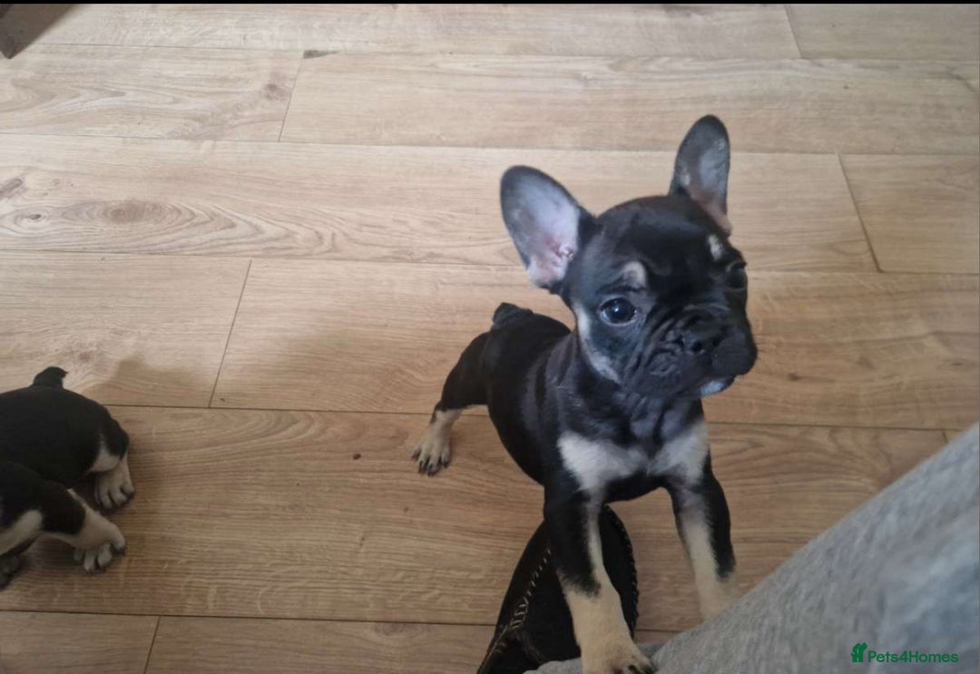 French Bulldog dogs for sale: French bulldog puppy Black and Tan  - Image 2