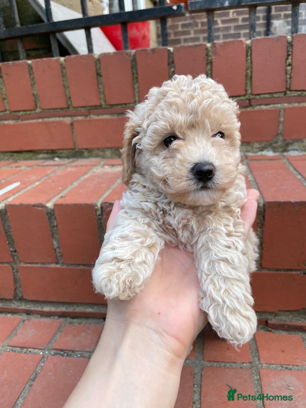Maltipoo dogs Maltipoo pupies for sale  - Advert 1