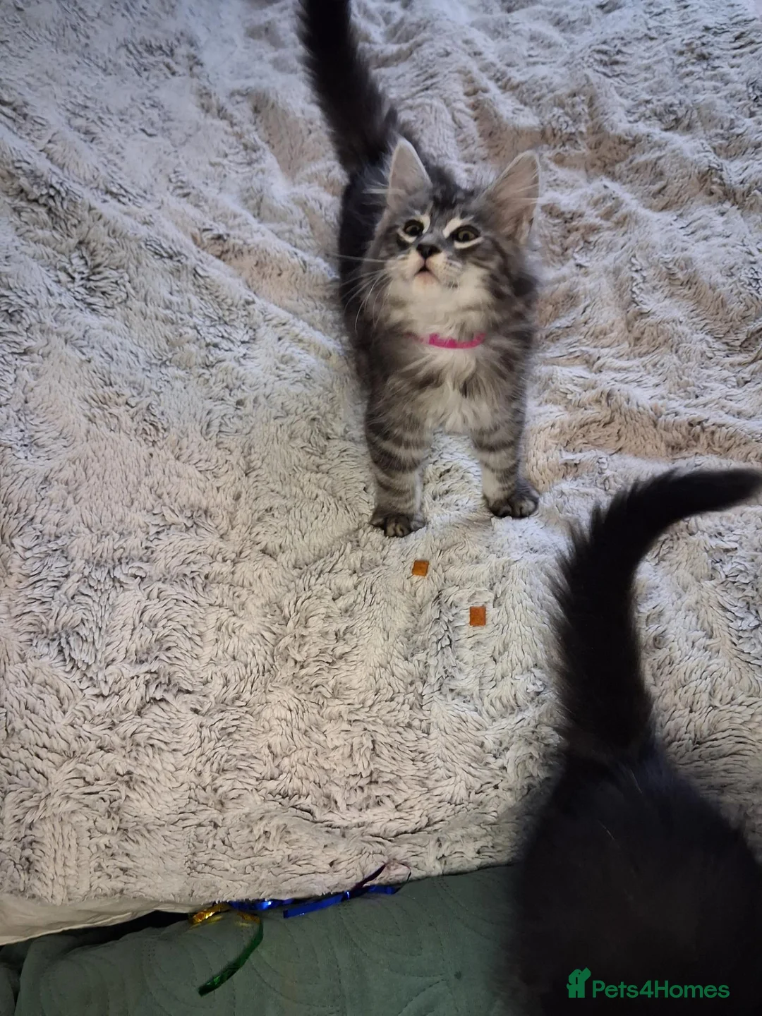 Mixed Breed cats for sale: Beautiful mixed breed kittens mum is maincoon in Colchester - Advert 1