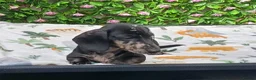 Dachshund dogs for sale: HUGO FULLY VAX  QUAILTY MINI KC Reg PRA CLEAR  - Advert 4
