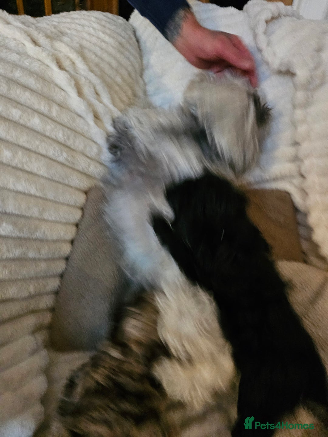 Maltipoo dogs for sale: Adorable rare merle maltipoos  ready no!!w - Advert 12