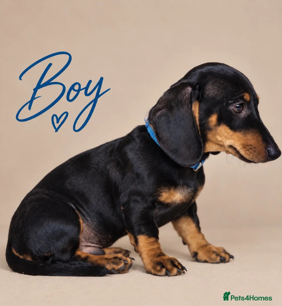 Dachshund dogs for sale: PRA-Clear Miniature Dachshund Puppies ready to go - Advert 15