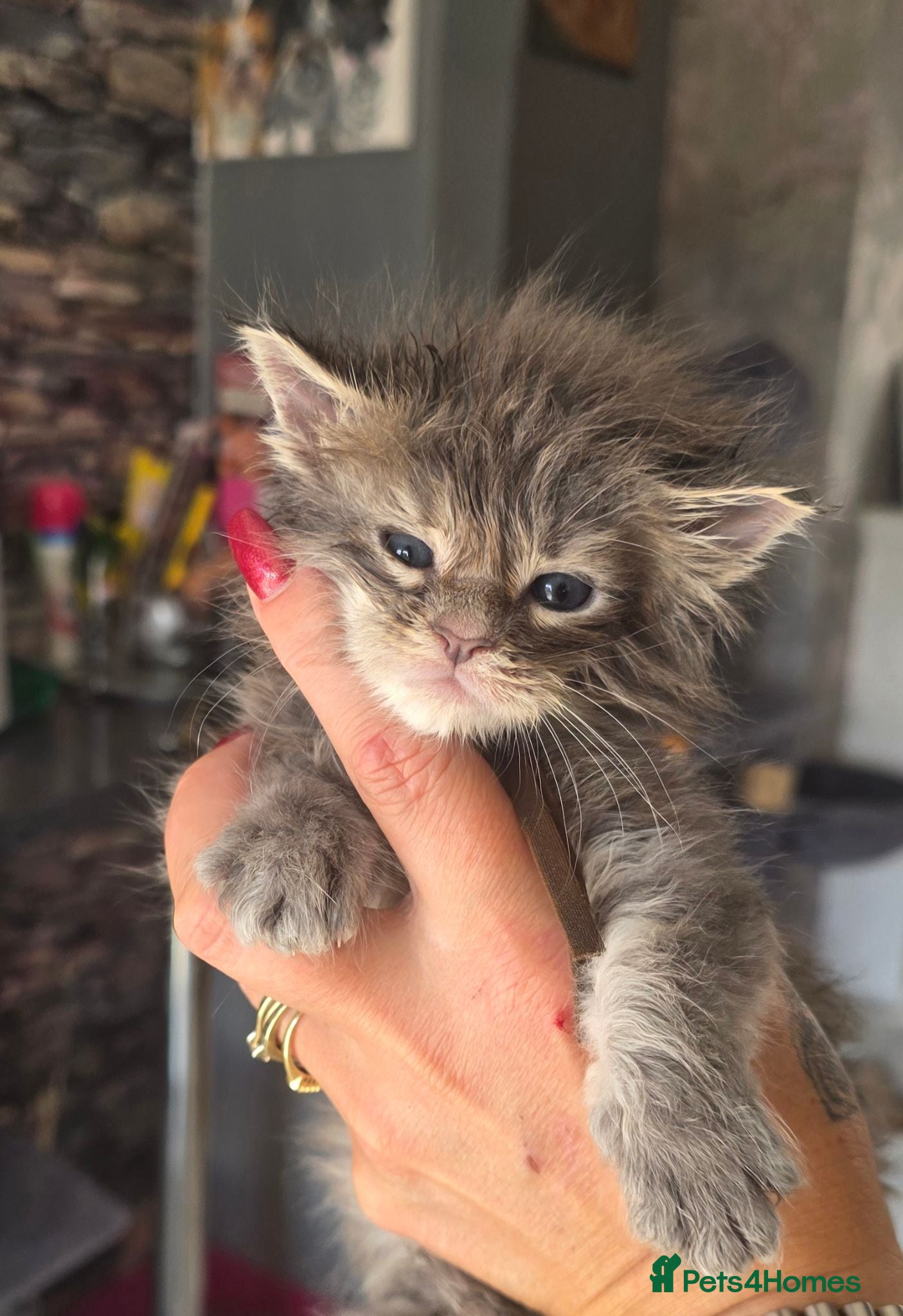 Maine Coon cats Stunning maincoon litter  - Advert 1