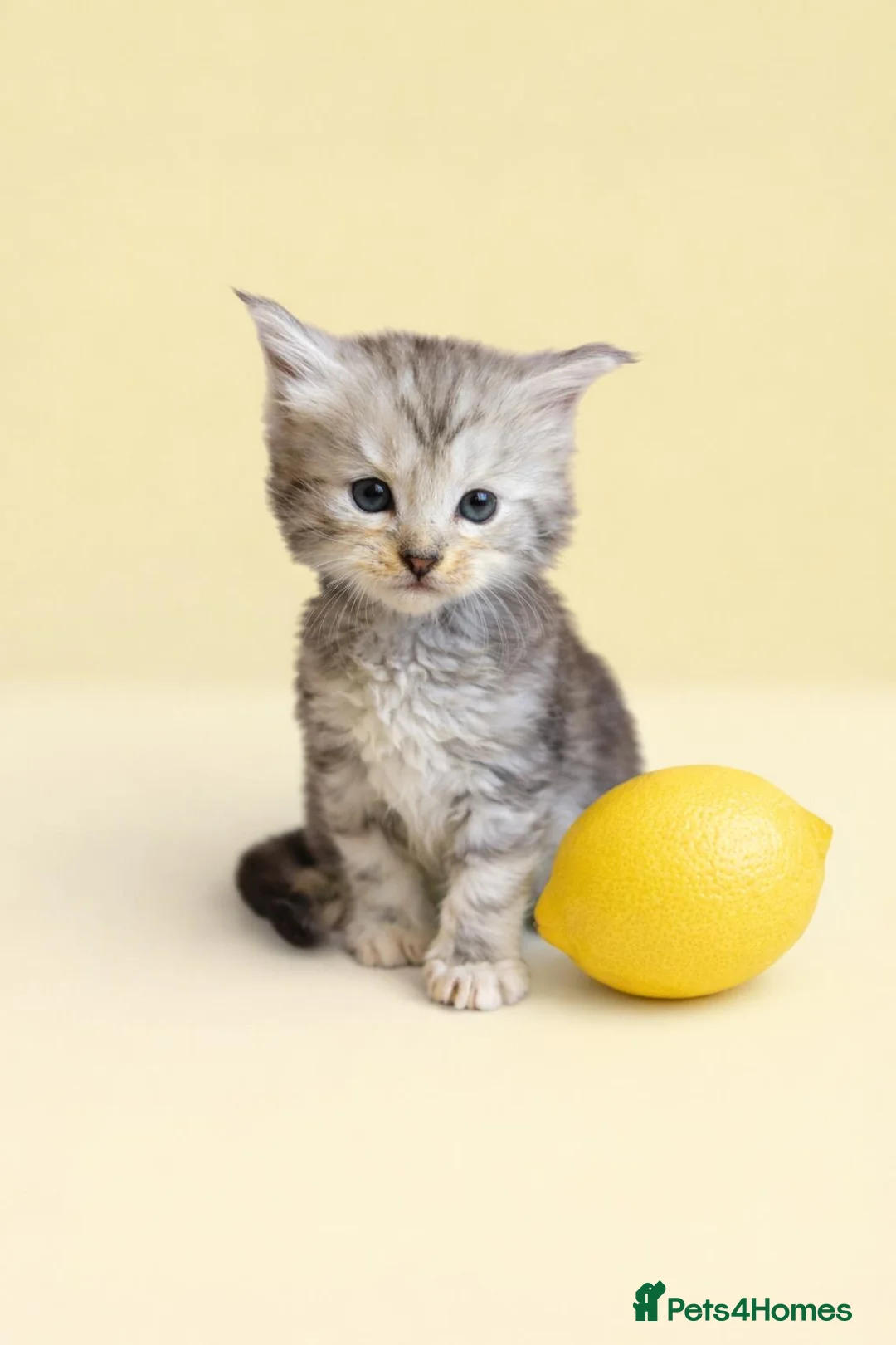 Maine Coon cats for sale: Beautiful Silver tabby Maine coon girls - Advert 17