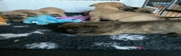 Presa Canario dogs for sale: Presser canario puppies - Advert 9