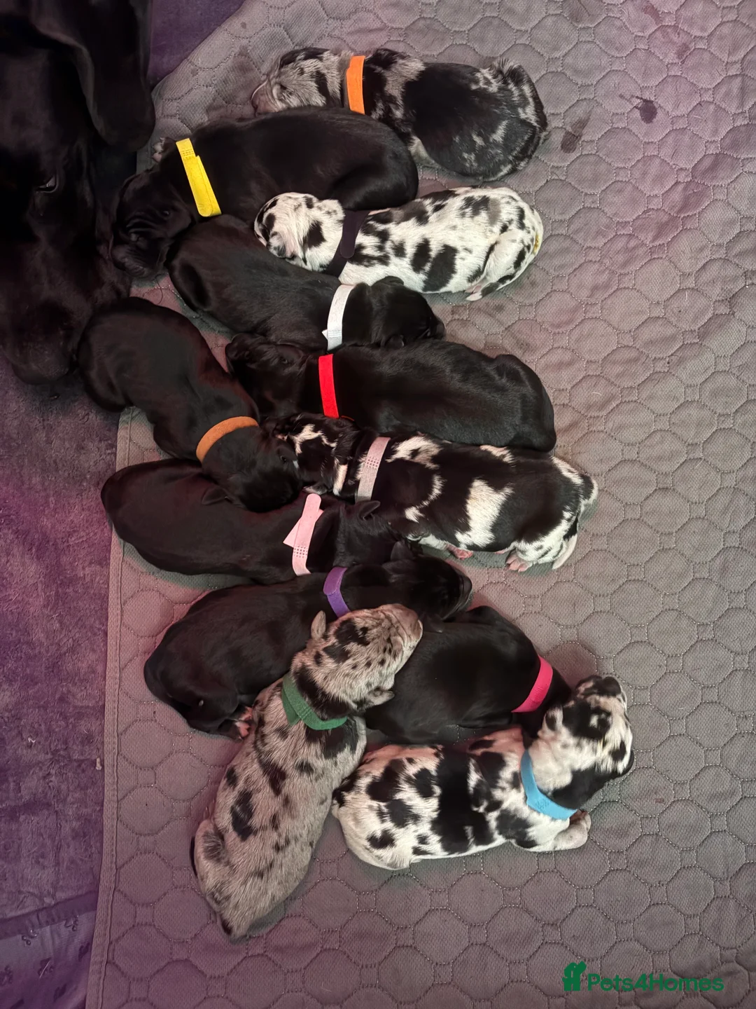 Great Dane dogs for sale: *** Only 3 remaining *** Great Dane puppies - Advert 7