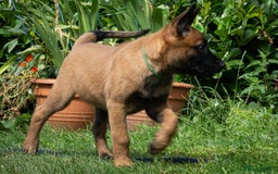 Belgian Shepherd Dog dogs for sale: Stunning Belgian Malinois Puppies Ready Now - Image 6