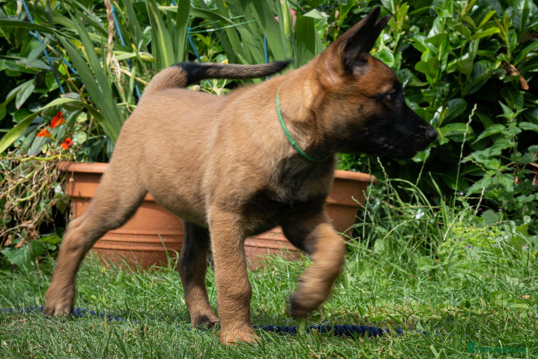 Belgian Shepherd Dog dogs for sale: Stunning Belgian Malinois Puppies Ready Now - Image 6
