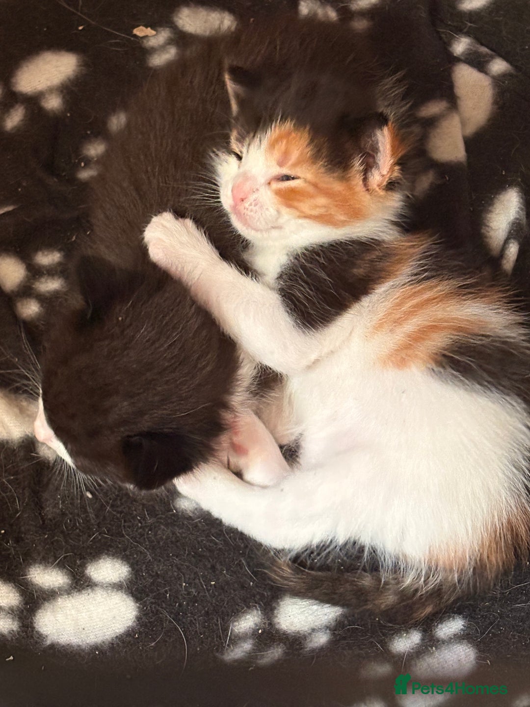 Mixed Breed cats for sale: 3 beautiful kittens for sale - Image 21