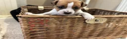 Jack Russell dogs for sale: Jack Russell puppies  - Advert 4