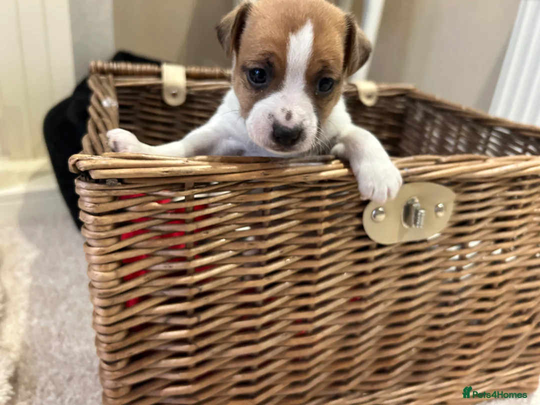 Jack Russell dogs for sale: Jack Russell puppies  - Advert 4