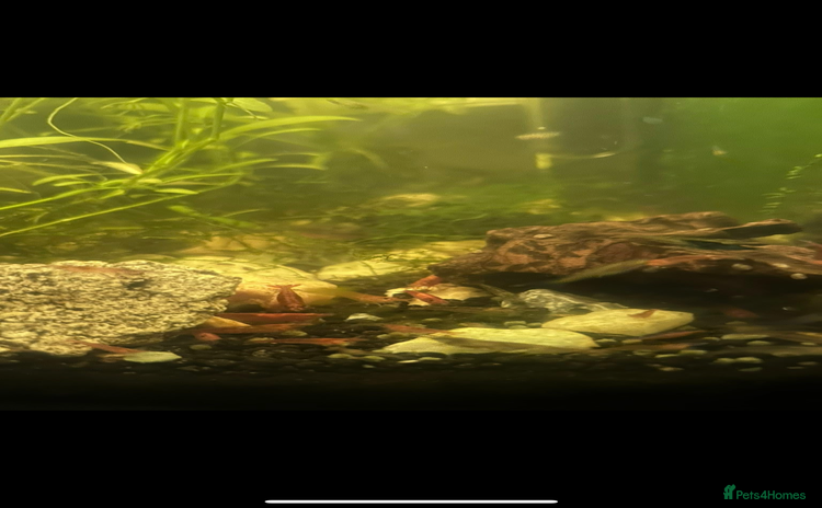 Shrimps fish Neocaridina Shrimp - Advert 1