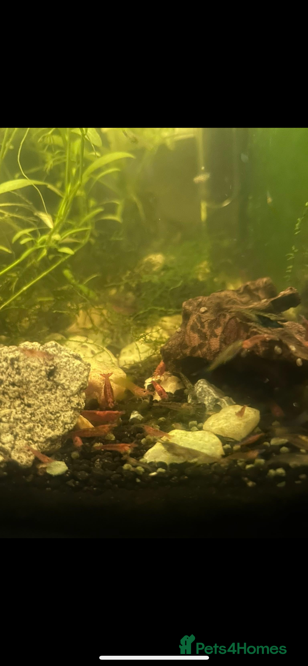 Shrimps fish for sale: Neocaridina Shrimp - Advert 1