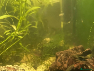 Shrimps fish Neocaridina Shrimp - Advert 3