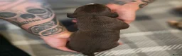 Mixed Breed dogs for sale: Staffy x American Bulldog Puppies - Advert 10