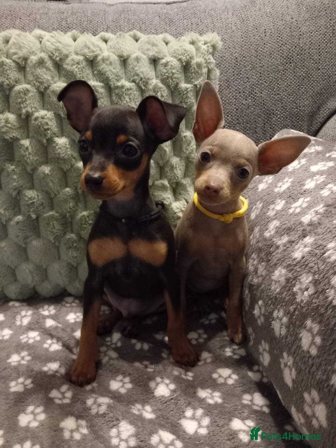 Miniature Pinscher dogs for sale: KC Reg Mini Pins, 2 remaining (READY TO LEAVE NOW) - Advert 1
