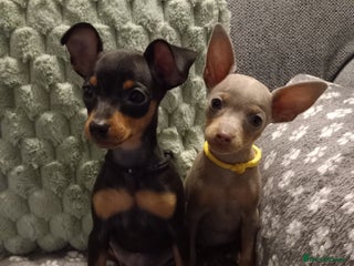 Miniature Pinscher dogs KC Reg Mini Pins, 2 remaining (READY TO LEAVE NOW) - Advert 4