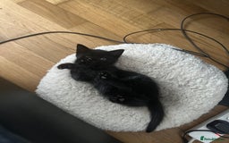 Bombay cats for sale: Playful Black Bombay Kitten Looking for New Home - Image 4