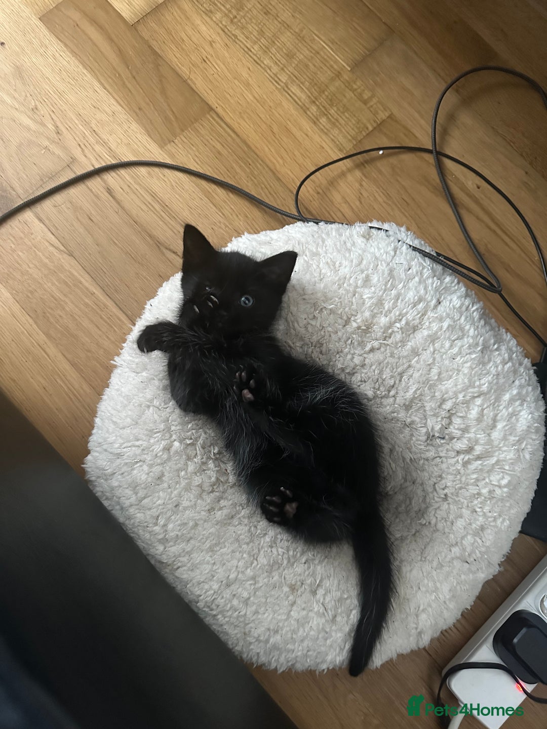 Bombay cats for sale: Playful Black Bombay Kitten Looking for New Home - Image 4