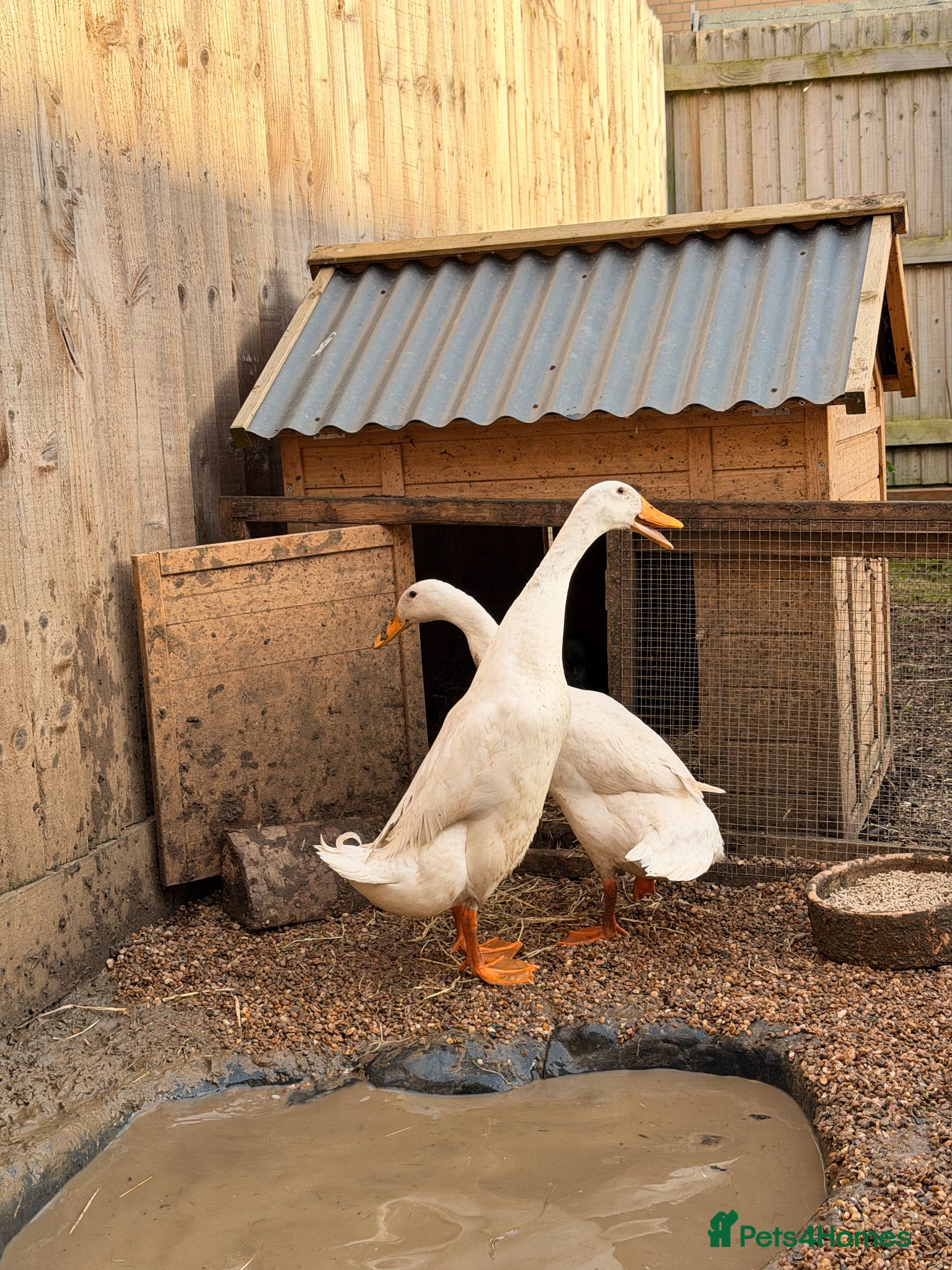 Ducks poultry White Indian Runner Duck laying pair - Advert 18