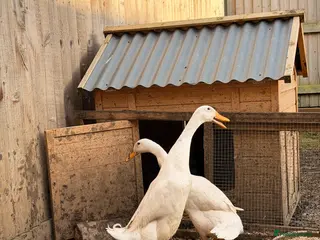 Ducks poultry White Indian Runner Duck laying pair - Advert 6