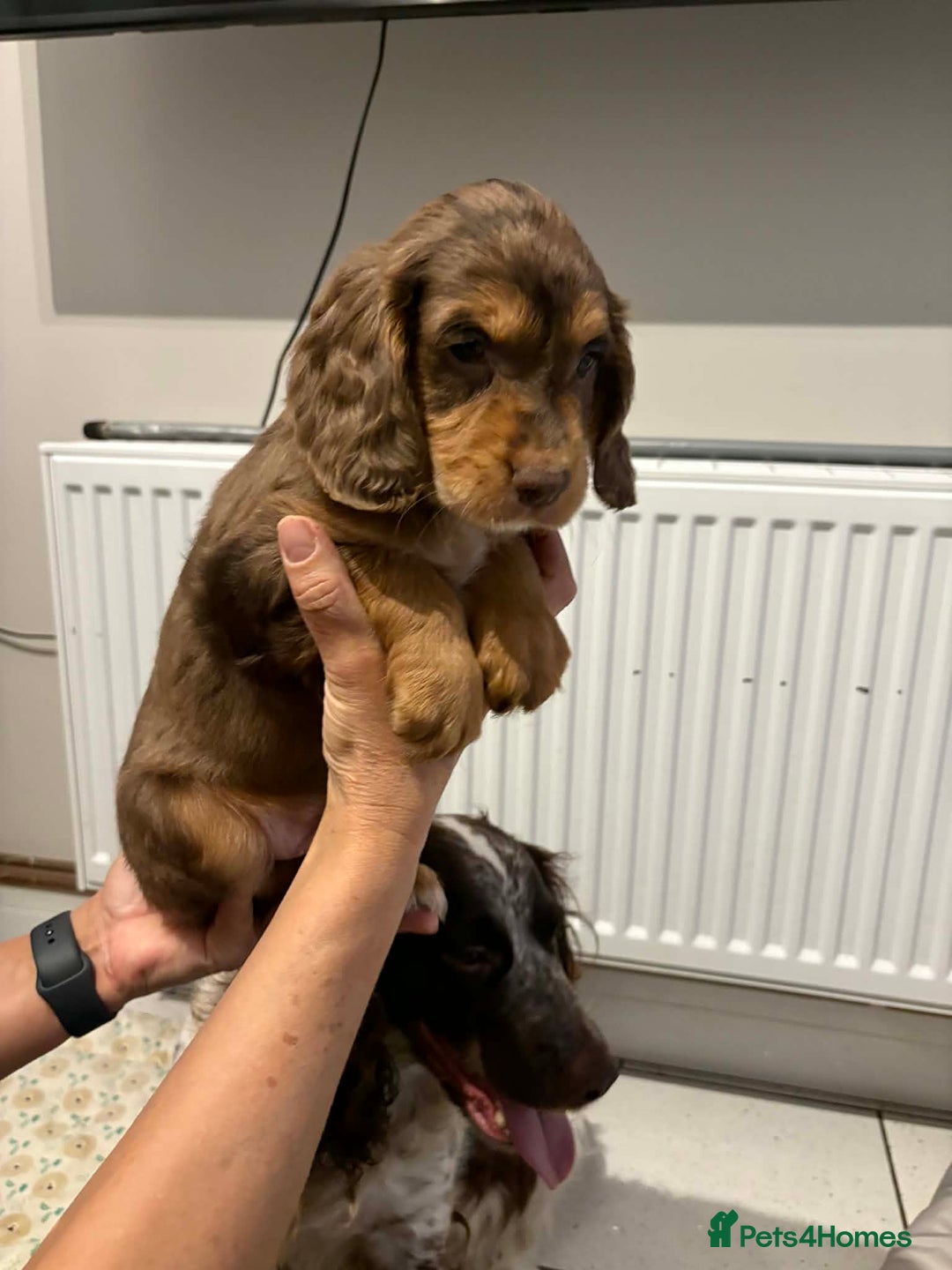 Cocker Spaniel dogs for sale: KC reg parents DNA health tested “show type”   - Advert 11