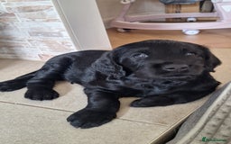Labradoodle dogs for sale: Labradoodles x2 boys. Alloa - Image 12
