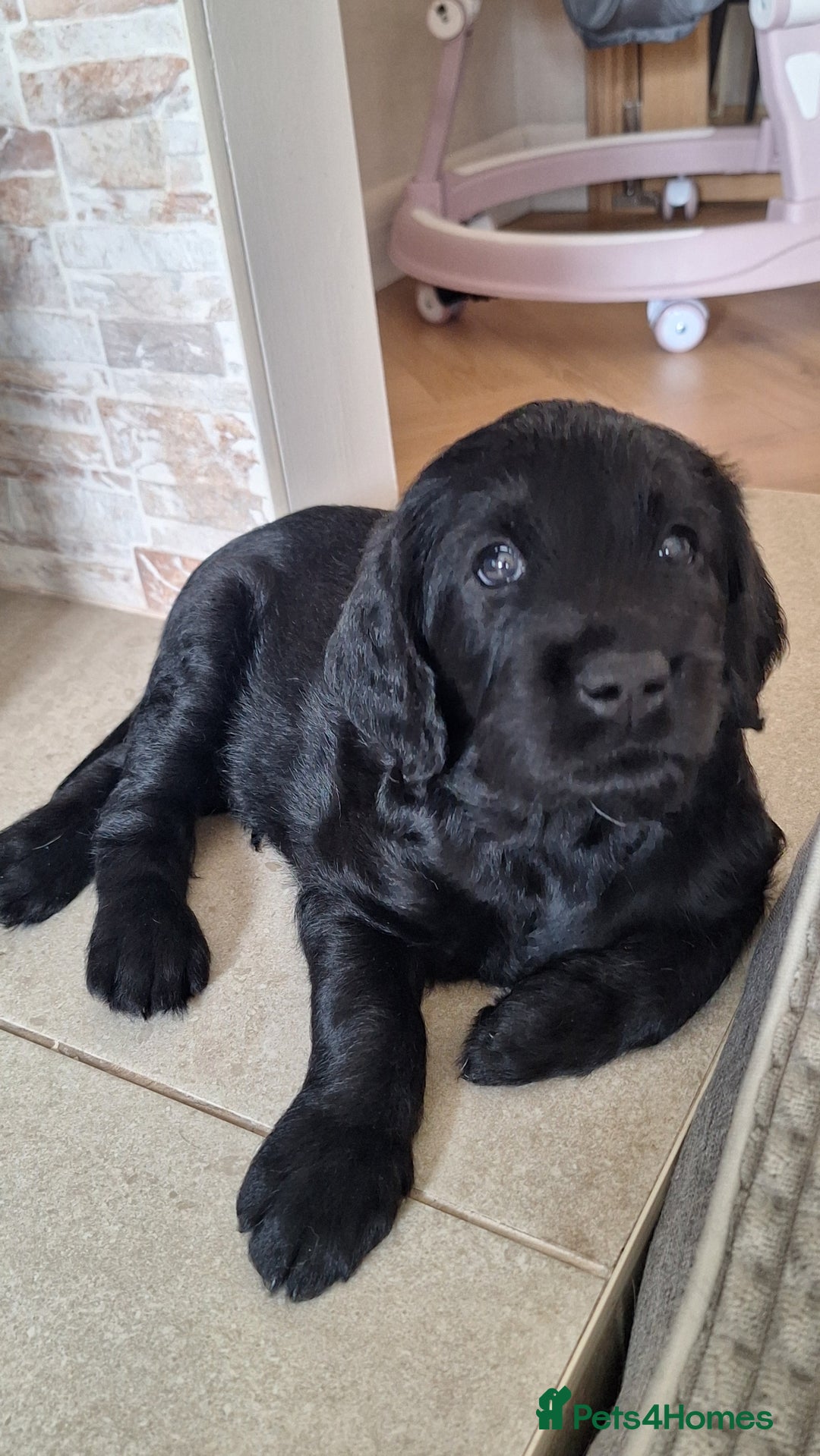 Labradoodle dogs for sale: Labradoodles x2 boys. Alloa - Image 12