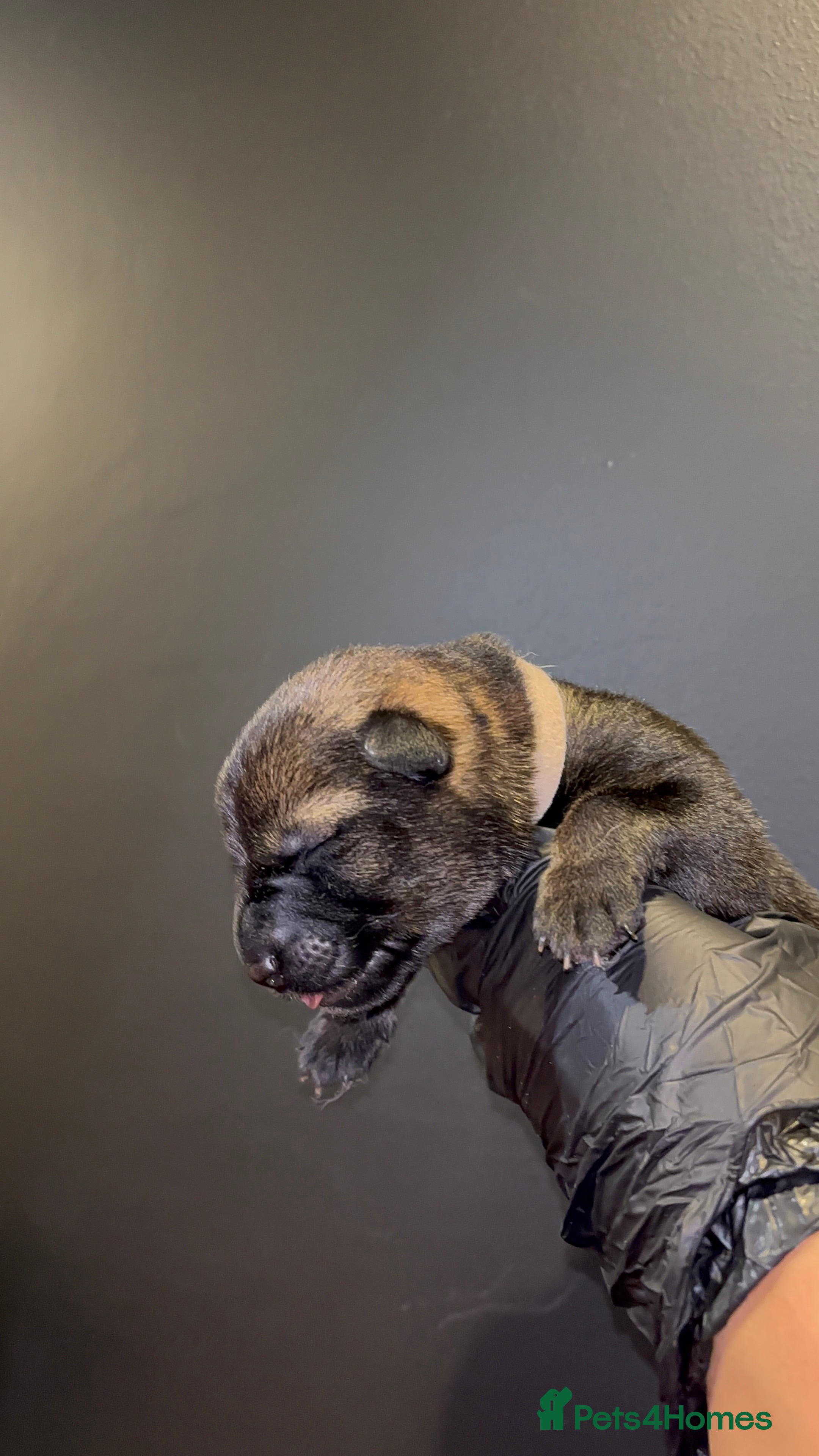 German Shepherd dogs Elite working line puppies. Repeat breeding! - Advert 2