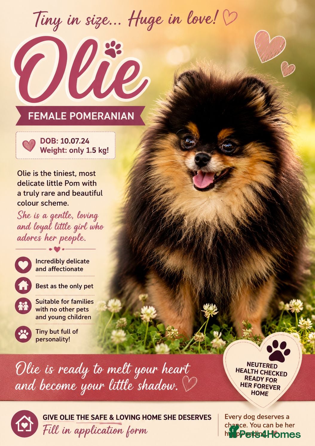 Pomeranian dogs Olie – Female Miniature Pomeranian - Advert 2