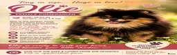Pomeranian dogs for adoption: Olie – Female Miniature Pomeranian in Caterham - Advert 2