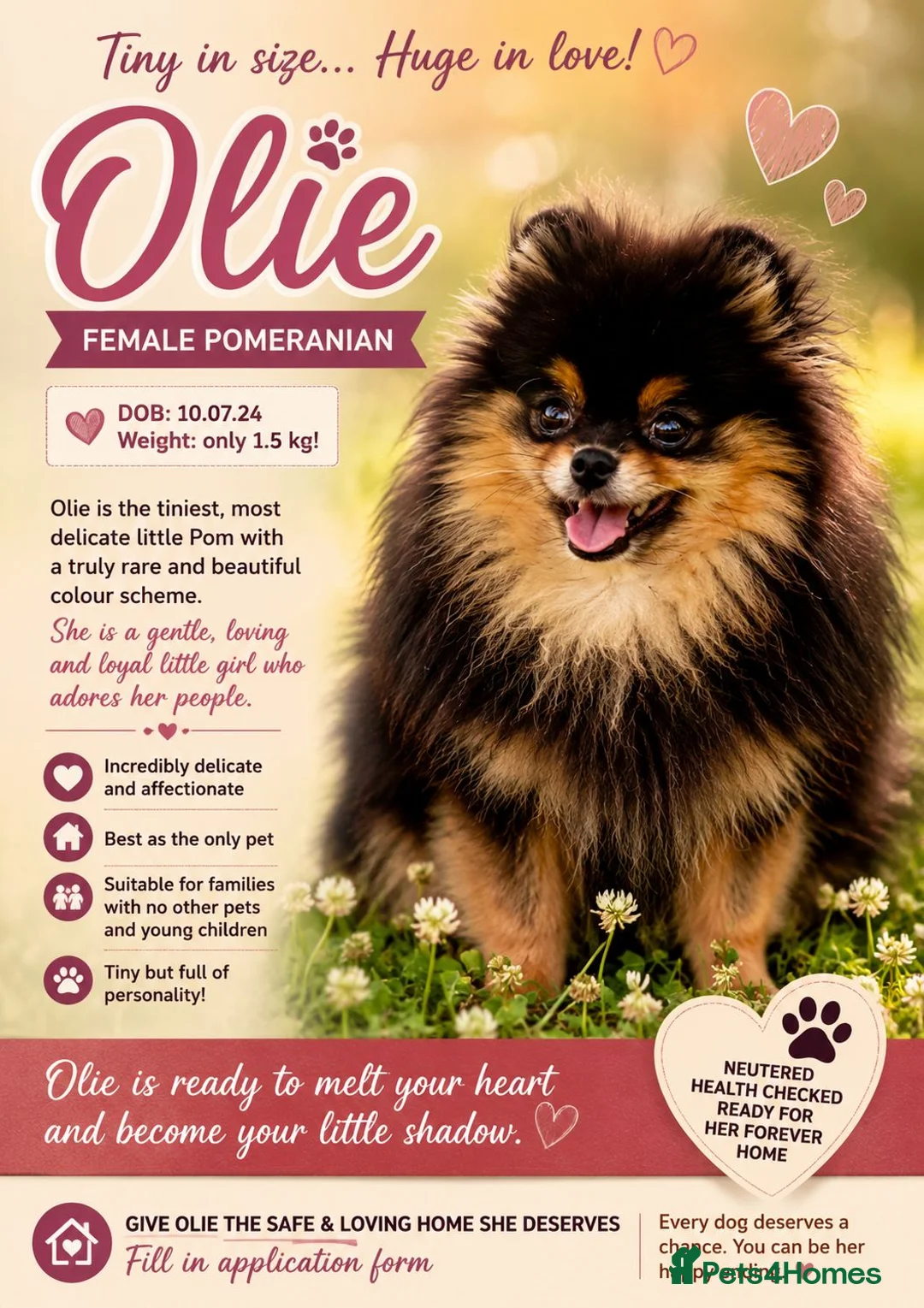 Pomeranian dogs for adoption: Olie – Female Miniature Pomeranian in Caterham - Advert 2