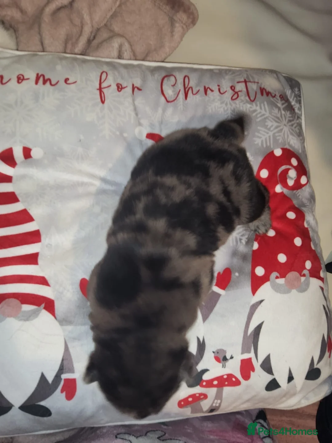 Chow Chow dogs for sale: Last lilac Merle male and female chow chow puppy - Advert 8