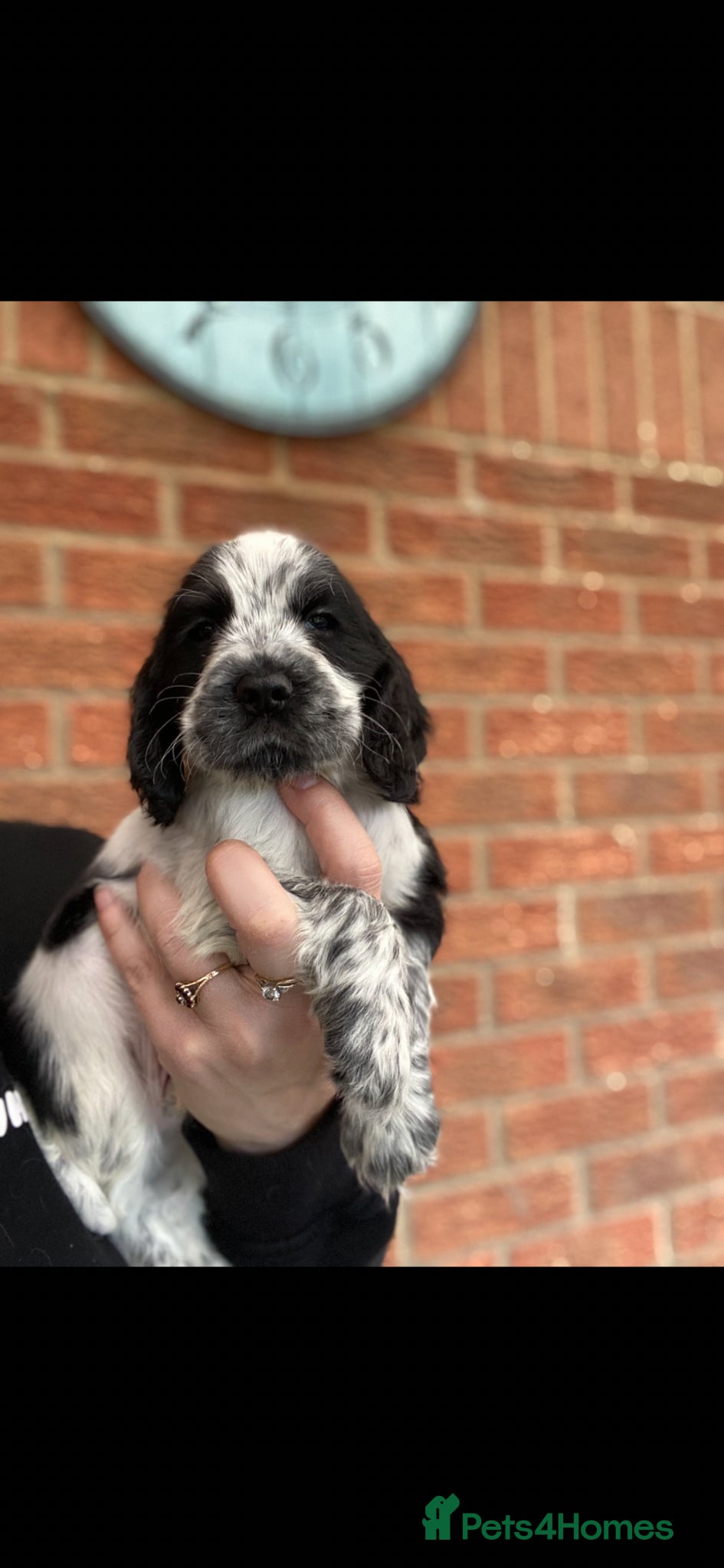 Cocker Spaniel dogs Beautiful show cocker spaniel kc reg 4 boys - Advert 8